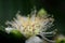 Yellow guava flower anther detail macro photo