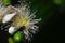 Yellow guava and its fruits flower macro photo