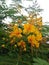 Yellow Gulmohar Delonix regia flowers.