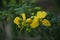 Yellow Gulmohar flowers in gujarat