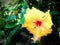 Yellow gumamela petals plant