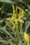 Yellow Guzmania flowers