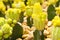 Yellow Gymnocalycium mihanovichii grafted cactuses moon cactus