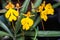 Yellow Habenaria rhodocheila.