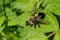 Yellow-haired Bumble Bee Mimic - Laphria sacrator