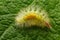 Yellow hairy caterpillar on green leaf