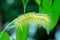 Yellow hairy caterpillar on green leaf stalks