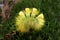 A yellow Hairy caterpillar lies on green moss