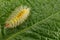 Yellow hairy caterpillar over green leaf