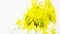Yellow hand prints on white background. smears of colorful paint on the wall, traces of children`s creativity on a white