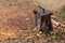 Yellow handled ax with blade stuck in a tree stump used to chop wood with wood chips scattered around on the ground