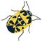 yellow harlequin insect vector illustration transparent background