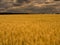 Yellow harvest grain under stormy sky. Field of golden wheat