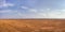 Yellow harvested field with haystacks large aerial panoramic view