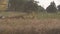 Yellow harvester combine work in grain field on end summer