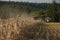 A yellow harvester slips the grain into a siding. Time of harvest.