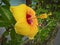 Yellow Hawaiian Hibiscus flower, closeup