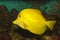 Yellow Hawaiian Tang (Zebrasoma flavescens)