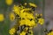 Yellow Hawkweed