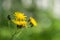 Yellow Hawkweed - Beautiful Noxious Weed