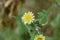 Yellow hawkweed blooms