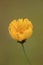 Yellow Hawkweed Flower  - Just Opening Up