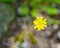 Yellow hawkweed, Hieracium caespitosum