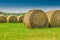 Yellow hay in a field