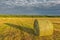 Yellow hay in a field