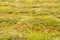 Yellow hay harvesting in golden field landscape. Rows of freshly cut hay on a summer field drying in the sun