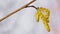 Yellow hazelnut flower