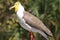 Yellow head masked lapwing bird side view