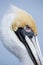 Yellow Head Pelican