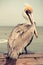 Yellow Head Pelican