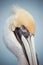 Yellow Head Pelican