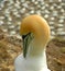 Yellow head sea bird close-up