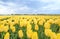 Yellow head tulips flower, field of yellow tulips in background, focus foreground