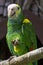 Yellow-headed amazon parrot / Amazona oratrix