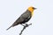 Yellow-headed Blackbird