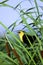 Yellow-headed Blackbird  809696