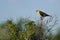 Yellow-Headed Blackbird Calling While Perched on a Bush