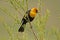 Yellow-headed Blackbird male