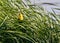 Yellow Headed Blackbird Sits in the Swamp Grass