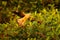 Yellow-headed caracara, Milvago chimachima, bird fly above green vegetation. Caracara flight in the nature habitat, Tarcoles,