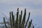 Yellow headed caracara, Milvago chimachima is a white headed bird of prey.