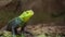 Yellow-headed lizard perched on rocky terrain is a terrestrial reptile.