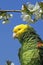 Yellow Headed Parrot, amazona oratrix, Adult standing on Branch