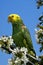 Yellow Headed Parrot, amazona oratrix, Adult standing on Branch