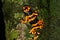 Yellow-headed Poison Frog