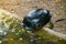 Yellow-headed temple terrapin turtle about going to swimming in a pond.